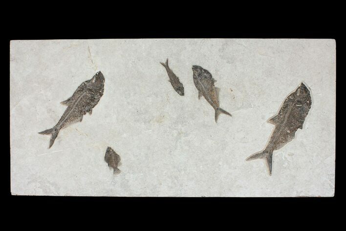 Wide Green River Fossil Fish Mural - Authentic Fossils #104584